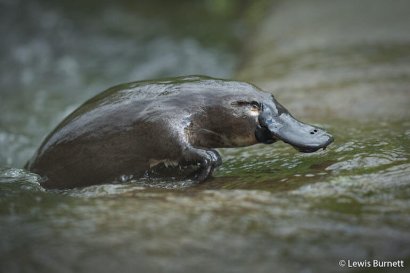 natura australiana