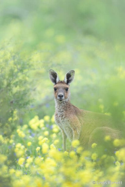 natura australiana