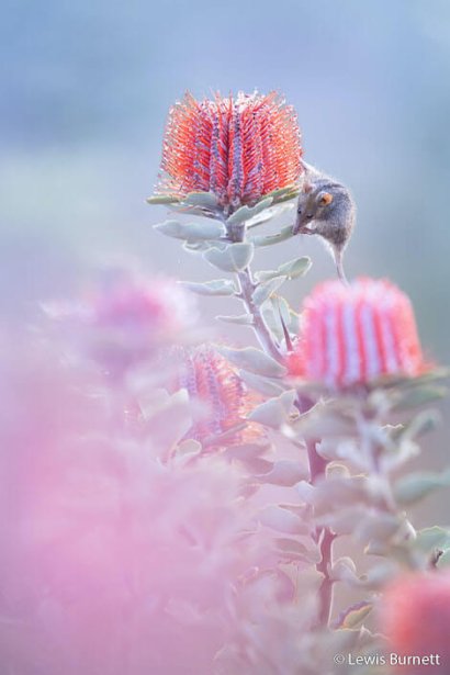 natura australiana