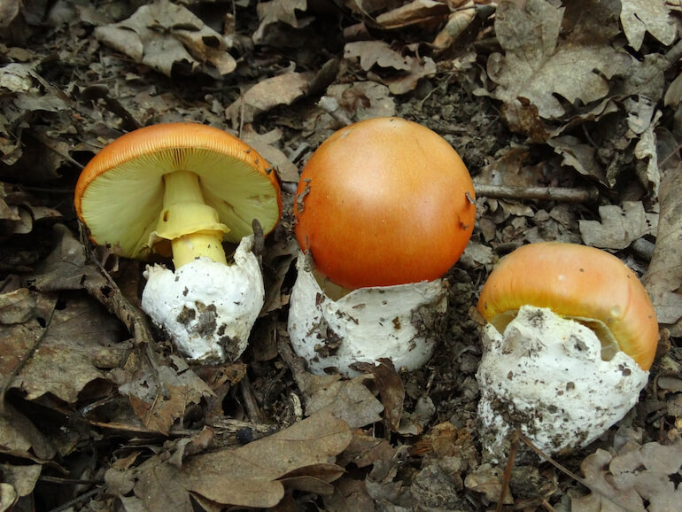 Amanita caesarea