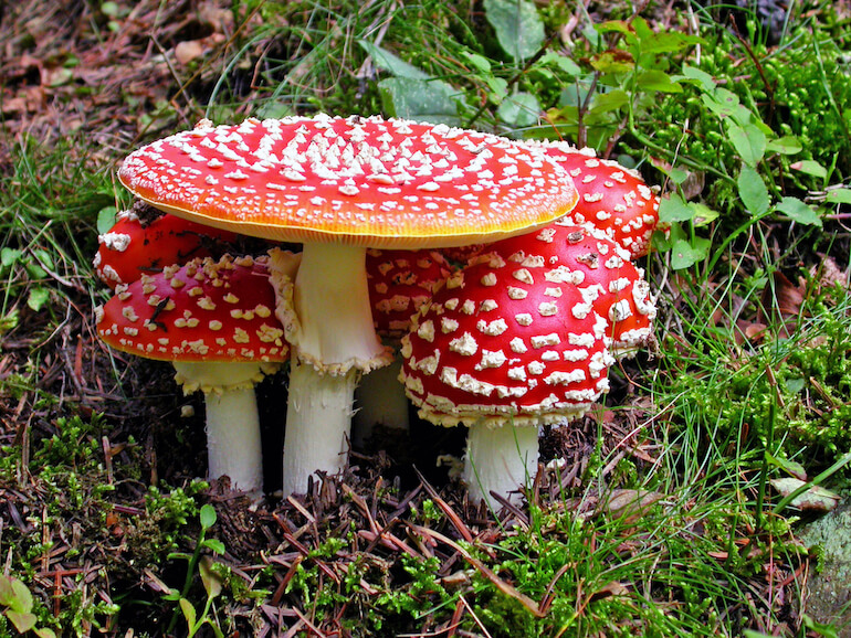 Amanita muscaria