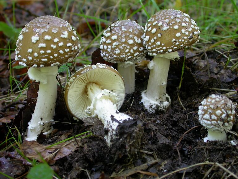 Amanita pantherina