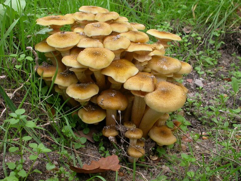 Armillariella mellea
