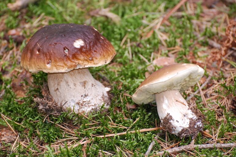 Boletus edulis