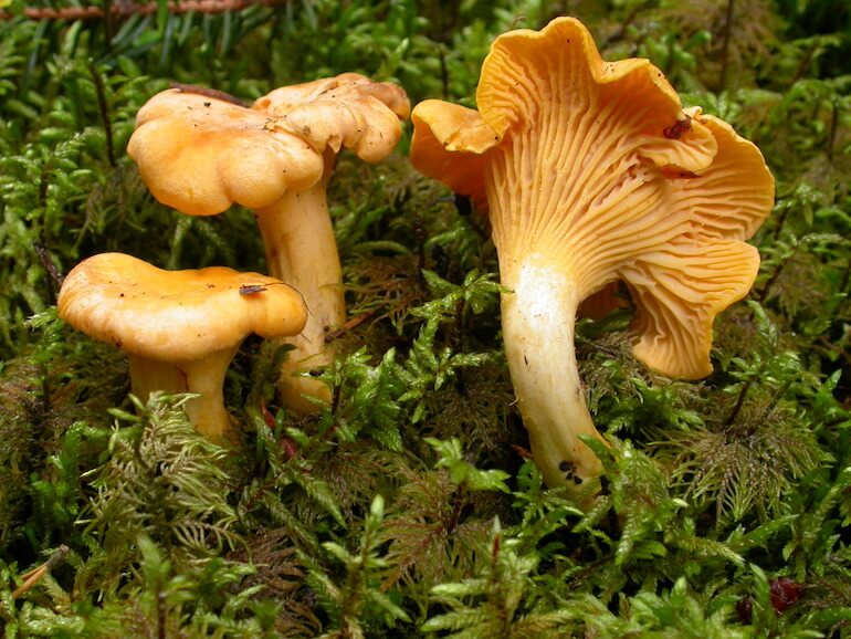 Cantharellus cibarius