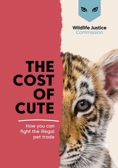 commercio illegale di cuccioli 