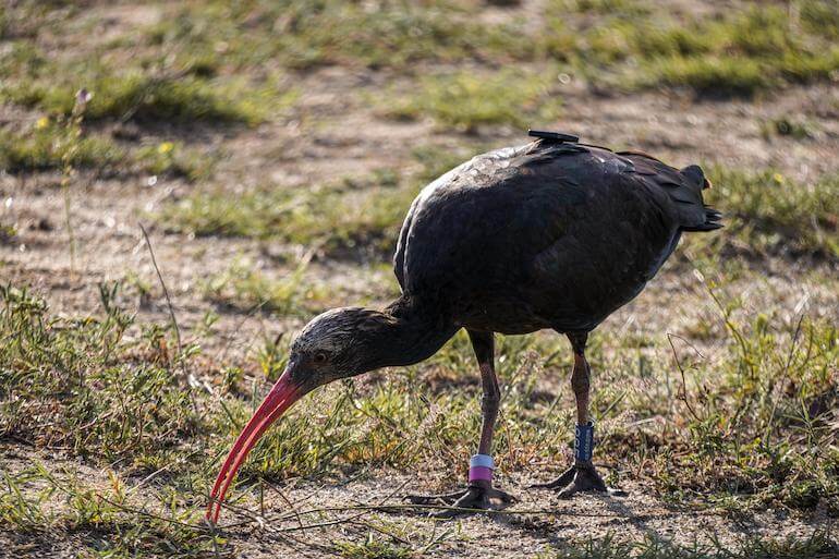 Ibis eremita