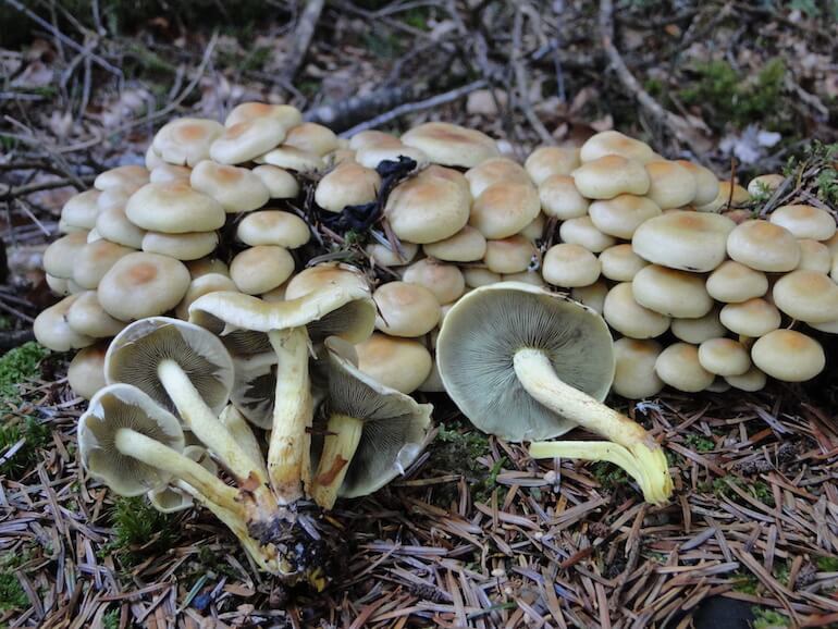 Hypholoms fasciculare