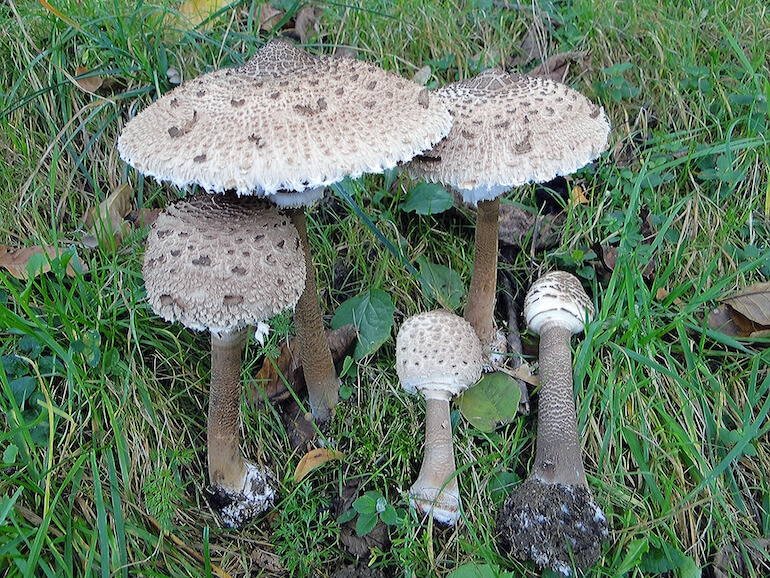 Macrolepiota procera
