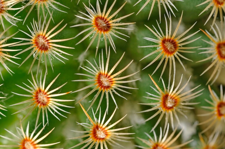 Piante Guerriere
