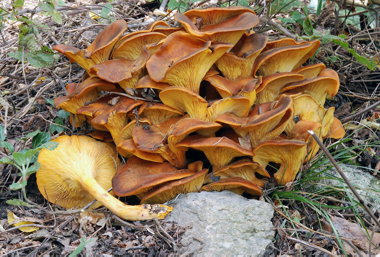 Onphalotus olearius