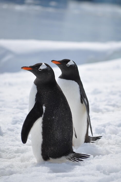 pinguino papua
