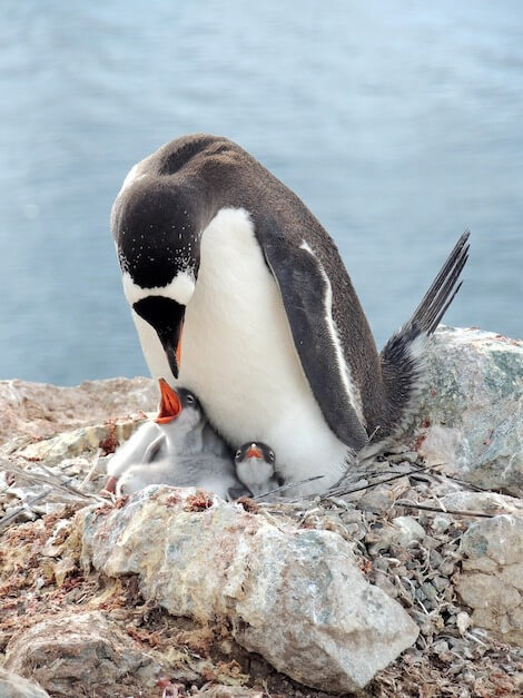 pinguino papua