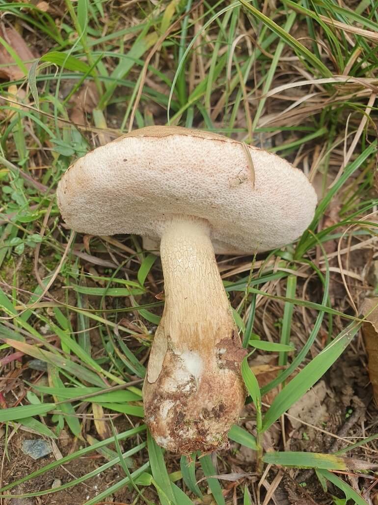 Tylopilus felleus
