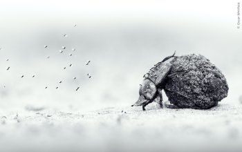 I vincitori del Wildlife Photographer of the Year 2026