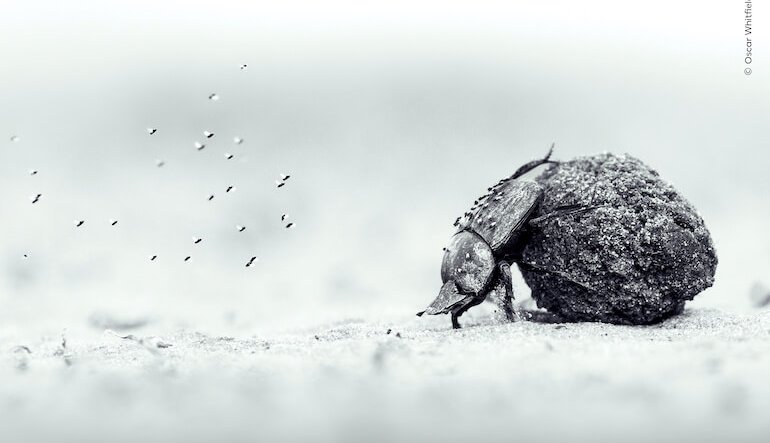 I vincitori del Wildlife Photographer of the Year 2026