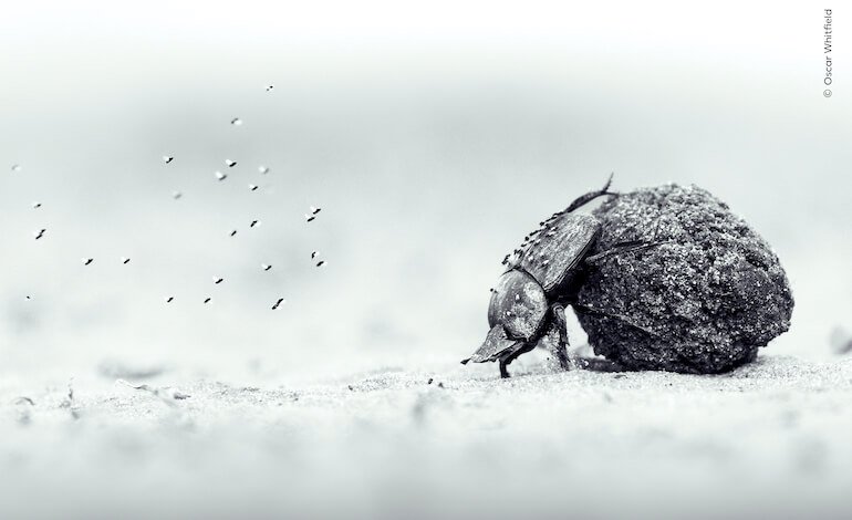 I vincitori del Wildlife Photographer of the Year 2026