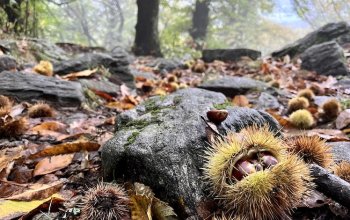 La castanicoltura tradizionale diventa Presidio Slow Food: una rete per salvare i castagneti italiani