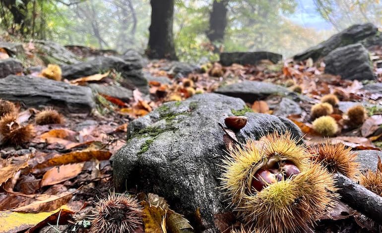 La castanicoltura tradizionale diventa Presidio Slow Food: una rete per salvare i castagneti italiani