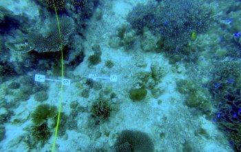 Difese naturali per le coste tropicali