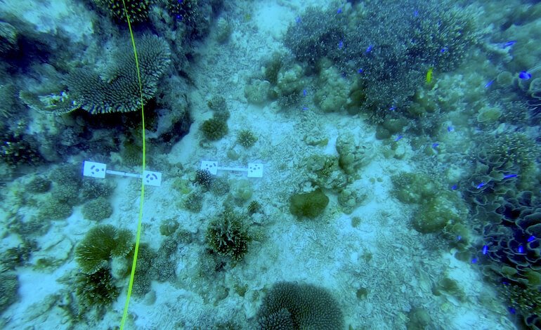 Difese naturali per le coste tropicali