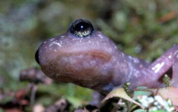 Epidermide a tutto campo: quando la pelle degli anfibi decide la salvezza della specie