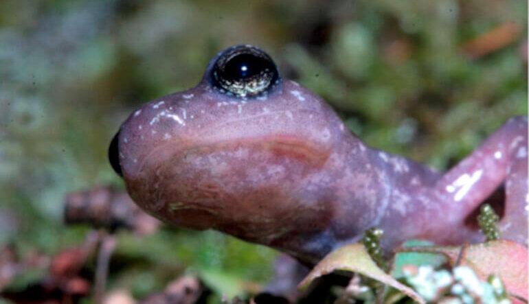 Epidermide a tutto campo: quando la pelle degli anfibi decide la salvezza della specie