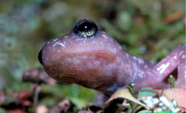 Epidermide a tutto campo: quando la pelle degli anfibi decide la salvezza della specie