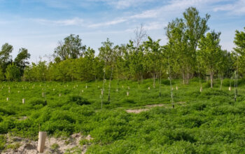Forestazione in Italia, nel 2025 piantati quasi 3,7 milioni di alberi: +17% in un anno