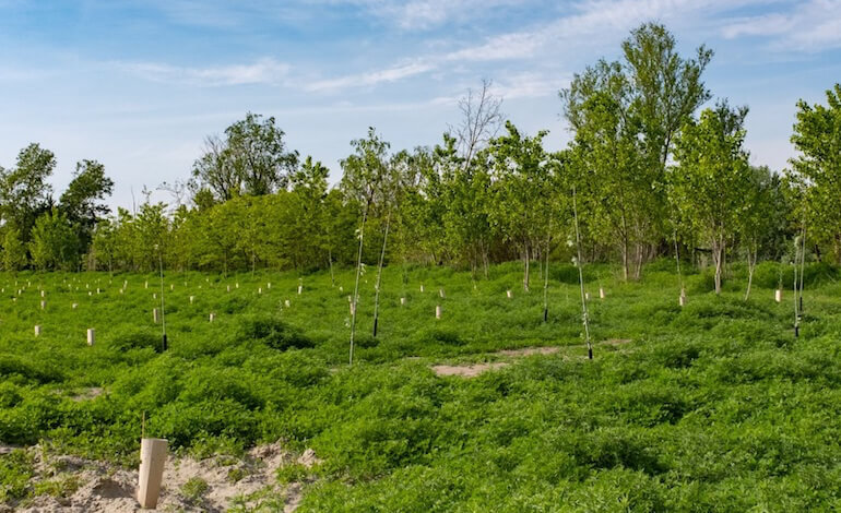 Forestazione in Italia, nel 2025 piantati quasi 3,7 milioni di alberi: +17% in un anno
