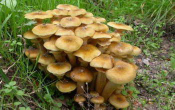 Funghi commestibili e loro sosia: impariamo a riconoscerli