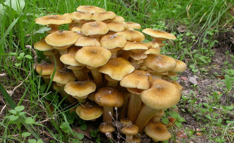 Funghi commestibili e loro sosia: impariamo a riconoscerli