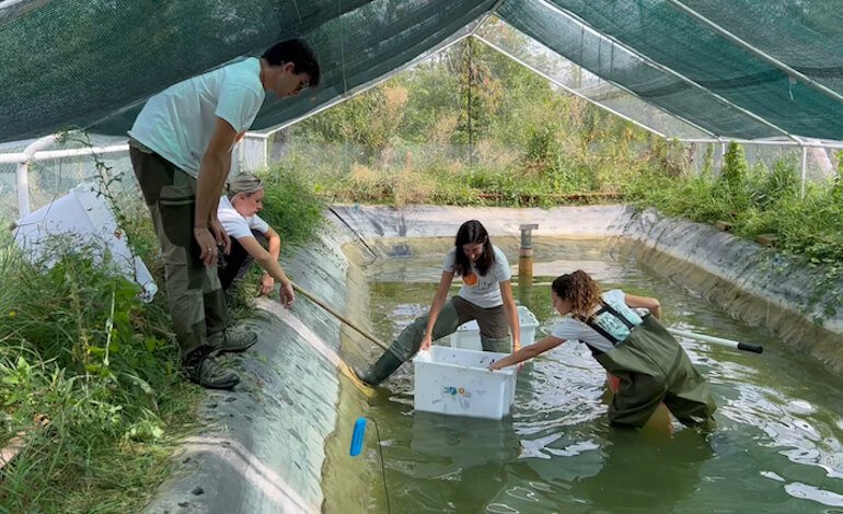 Il ripopolamento del gambero di fiume italiano