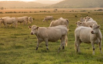 Come i diversi sistemi di produzione zootecnica contribuiscono alla sostenibilità sociale, economica e ambientale
