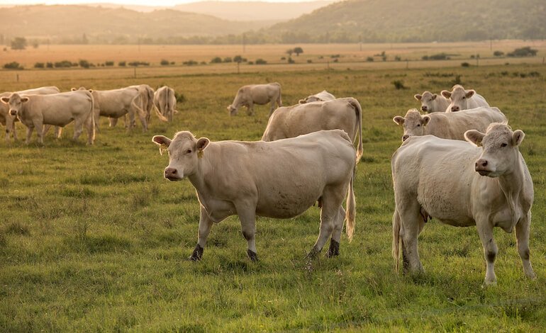 Come i diversi sistemi di produzione zootecnica contribuiscono alla sostenibilità sociale, economica e ambientale