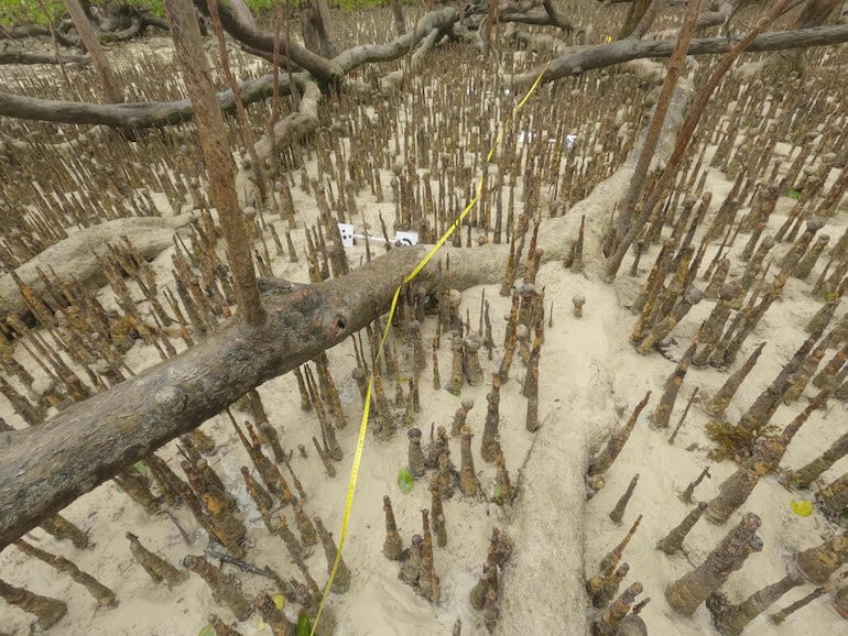 difese naturali per le coste