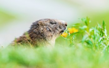Biodiversità alpina, il mondo delle relazioni in mostra al Forte di Bard