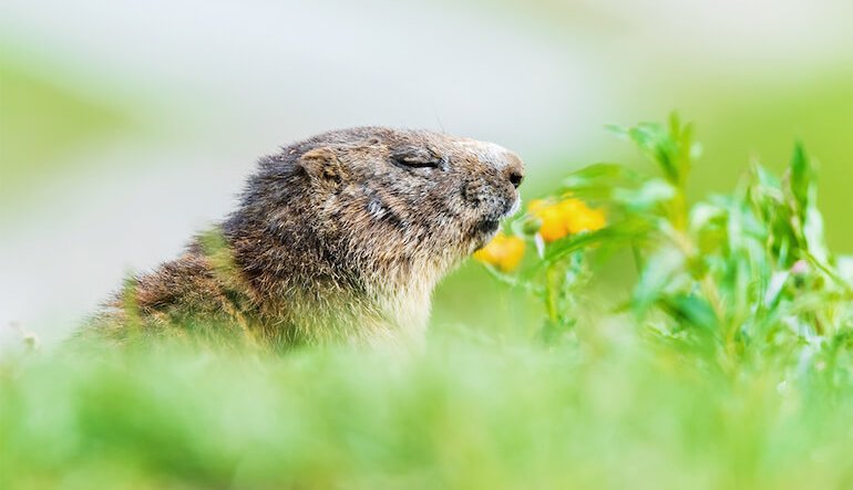 Biodiversità alpina, il mondo delle relazioni in mostra al Forte di Bard