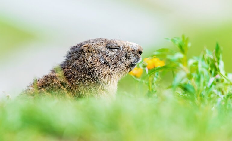 Biodiversità alpina, il mondo delle relazioni in mostra al Forte di Bard