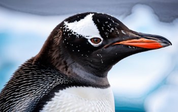 Un nuovo pinguino dopo oltre un secolo? La scoperta che riscrive la storia del pinguino papua