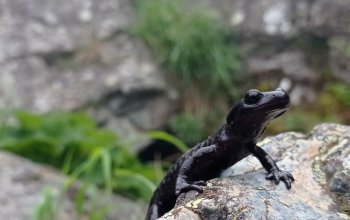 La perla nera del Monviso: un'arca per la salamandra di Lanza