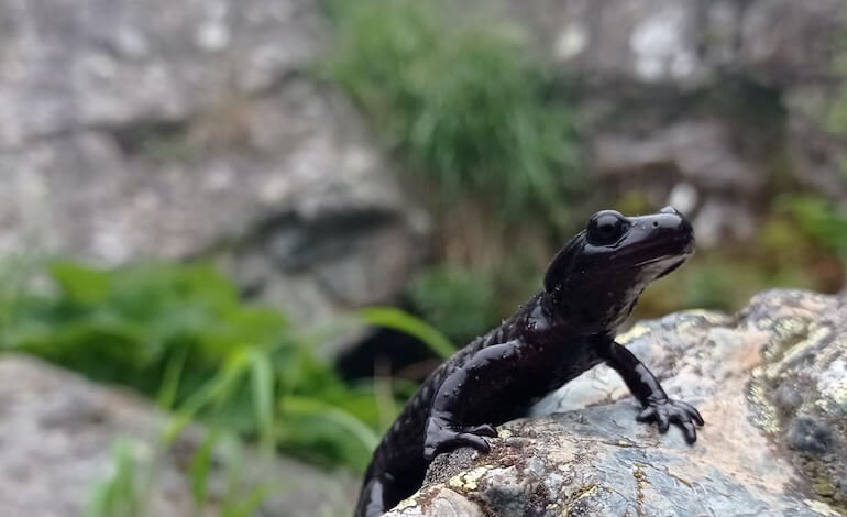 La perla nera del Monviso: un’arca per la salamandra di Lanza