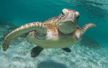 Nuove aree protette stagionali per la protezione delle tartarughe marine