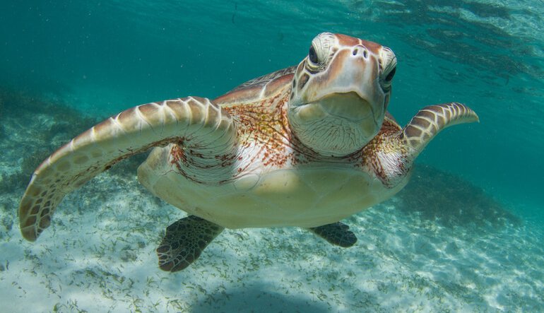 Nuove aree protette stagionali per la protezione delle tartarughe marine