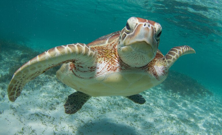 Nuove aree protette stagionali per la protezione delle tartarughe marine