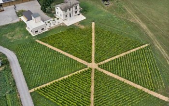 Terradesa, dal Varesotto alle Colline Novaresi: il vino interpreta il territorio