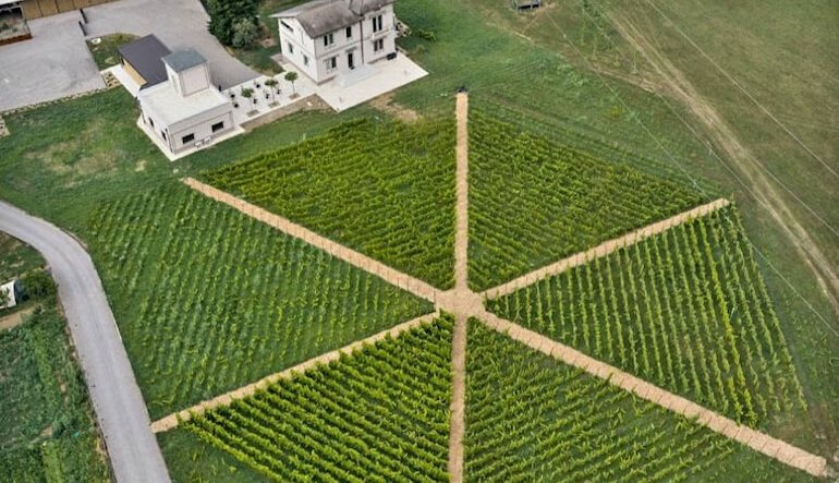 Terradesa, dal Varesotto alle Colline Novaresi: il vino interpreta il territorio