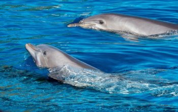 Il latte di delfino “assomiglia” a quello umano