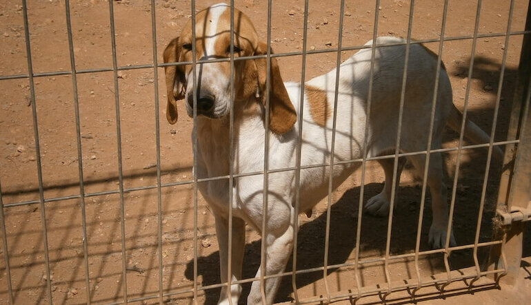 La mia visita al canile